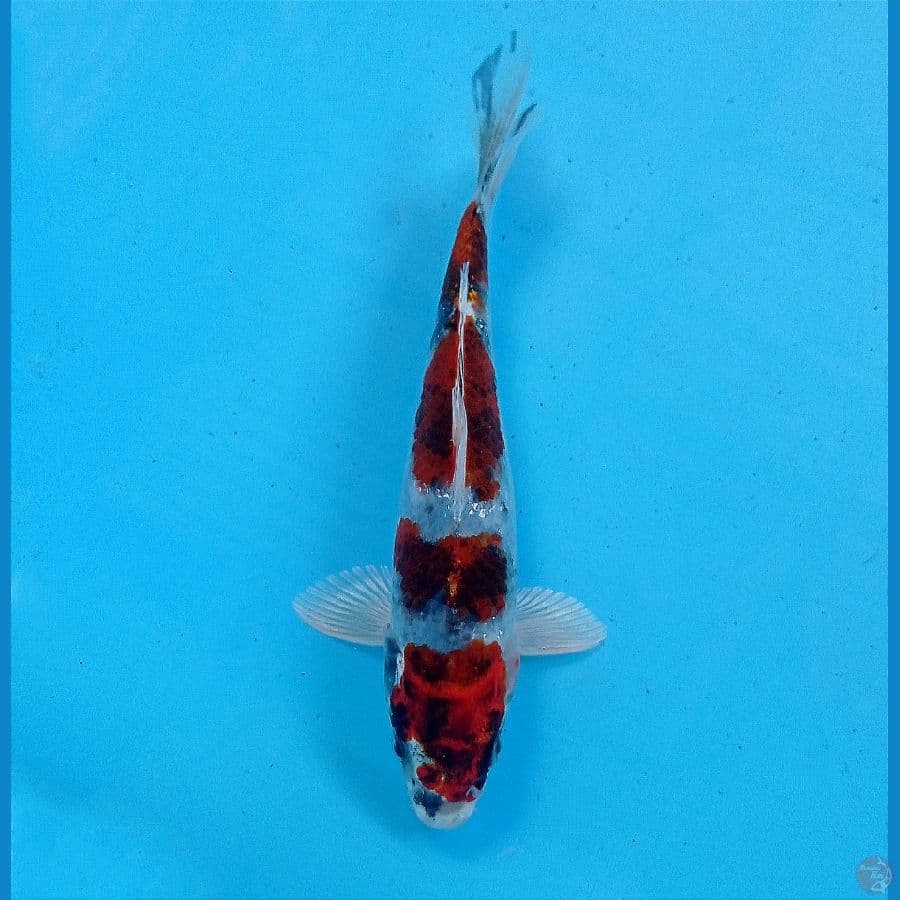 showa hikari 17 cm