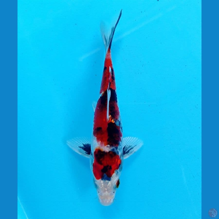 showa hikari 13 cm 