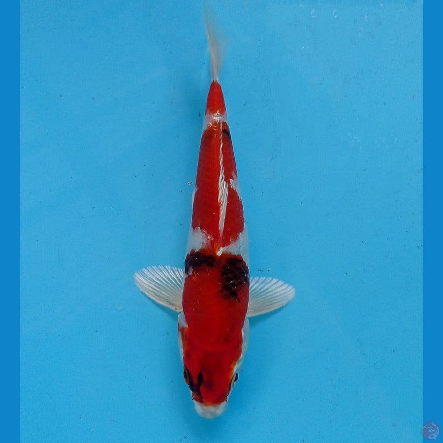 showa hikari 17 cm
