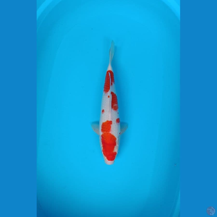 Jumbo Kohaku sz 42cm