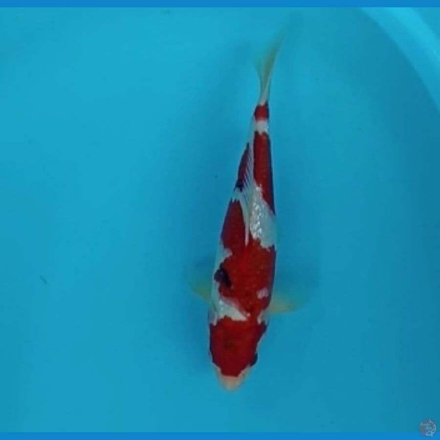 Koromo sanke 30cm