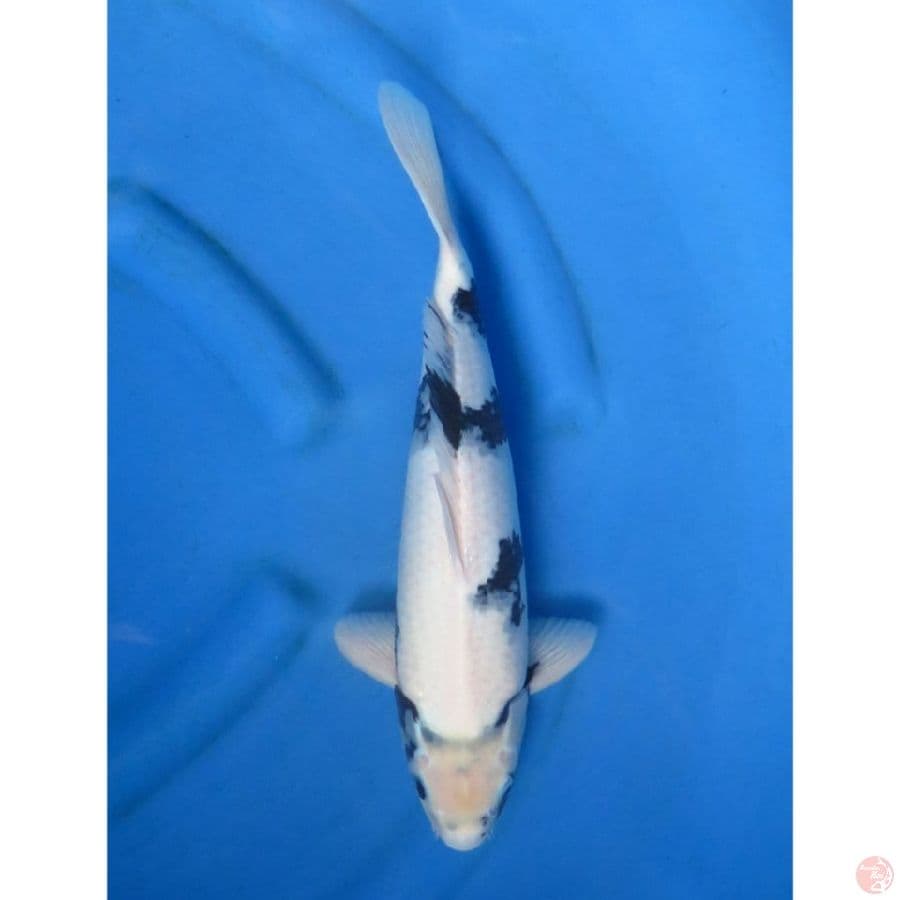 40cm , Male Putih - Shiro Evlolution