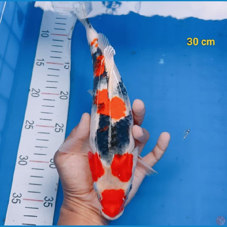 showa 30cm