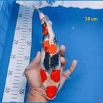 showa 30cm