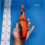 showa 31cm