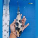 shiro 29cm