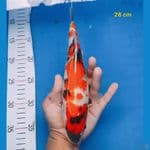 showa 28cm