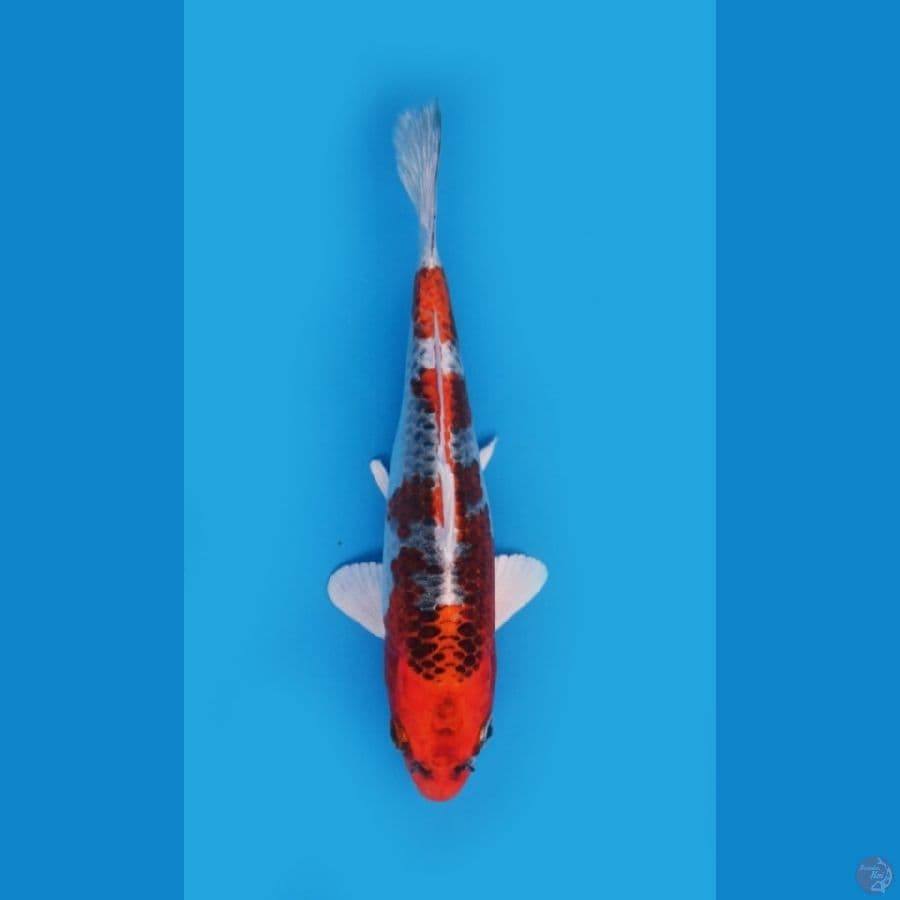 red kujaku minion
