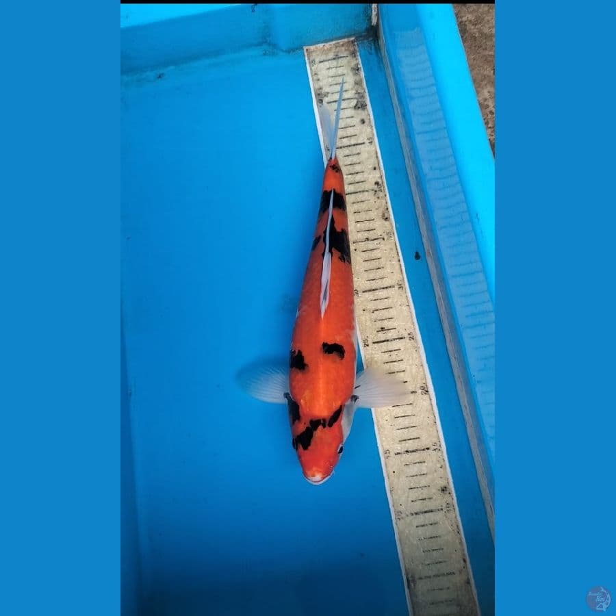 Hi showa 36cm