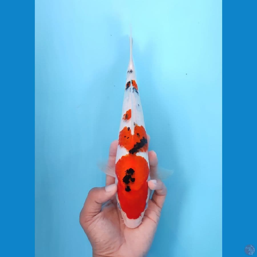 SANKE 27CM - FEEMALE