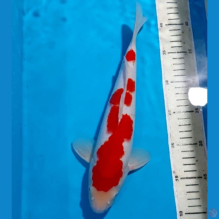 KOHAKU 33 CM