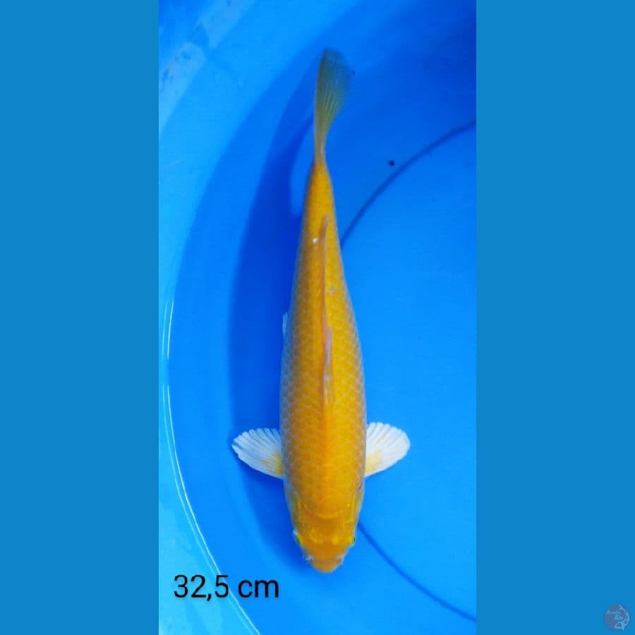 karashi punuk mt merah 32,5 cm