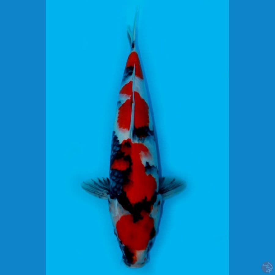 JUMBO MARUTEN SHOWA 41CM