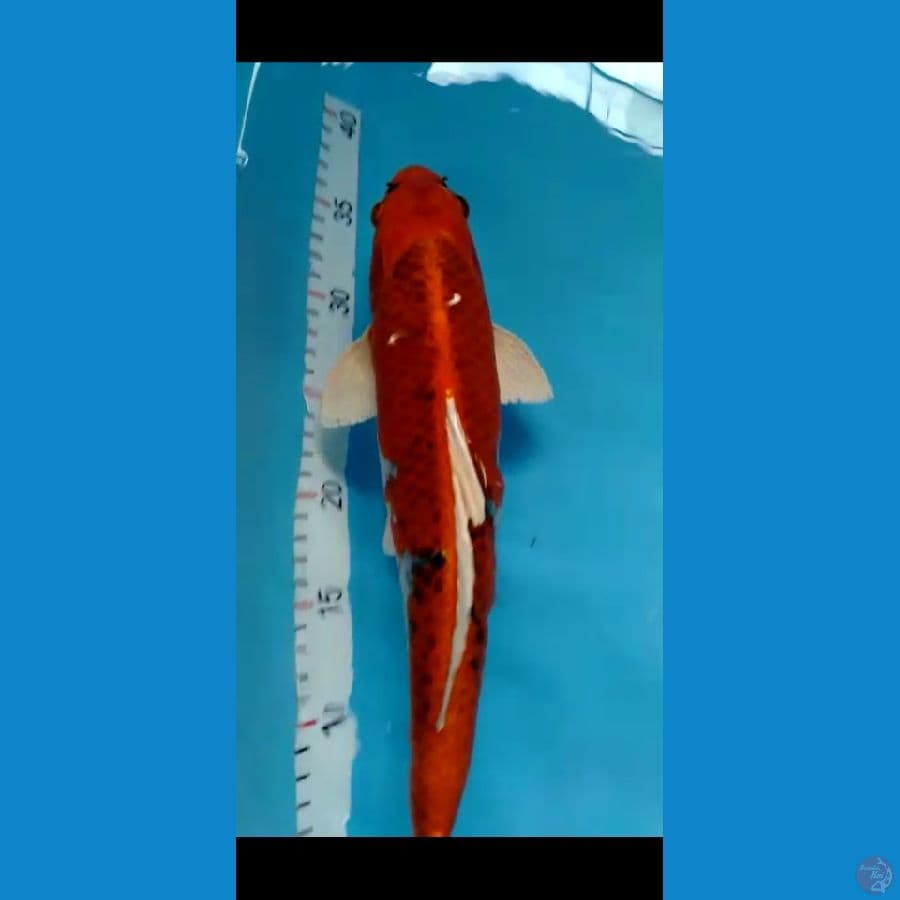 Kujaku M 37cm