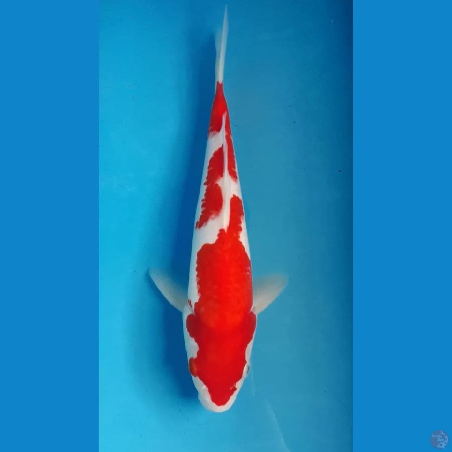 kohaku Inazuma Original