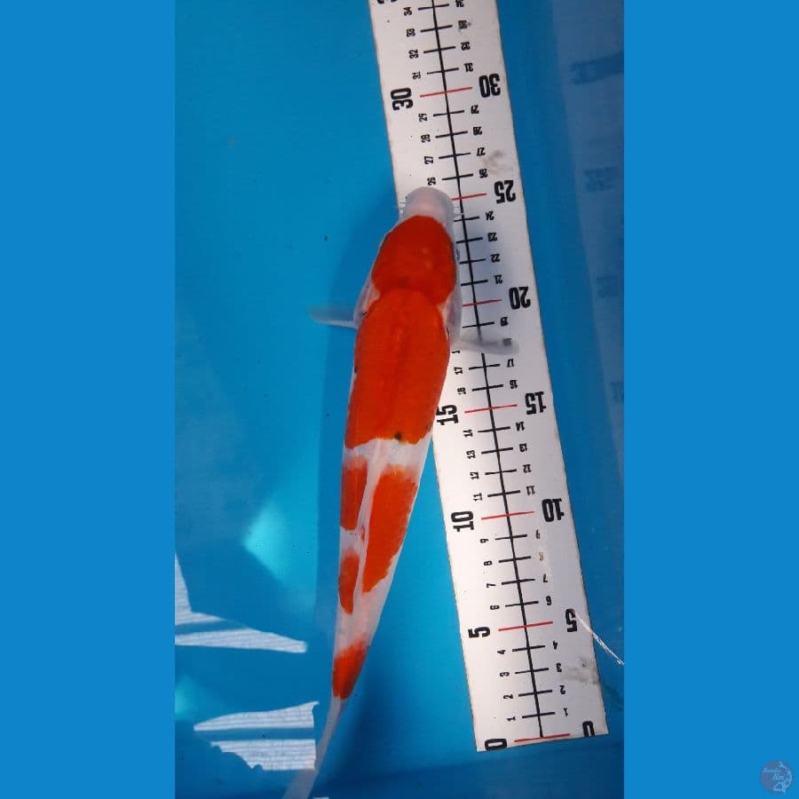 Kohaku 27cm