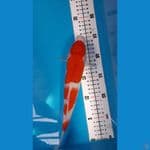 Kohaku 27cm
