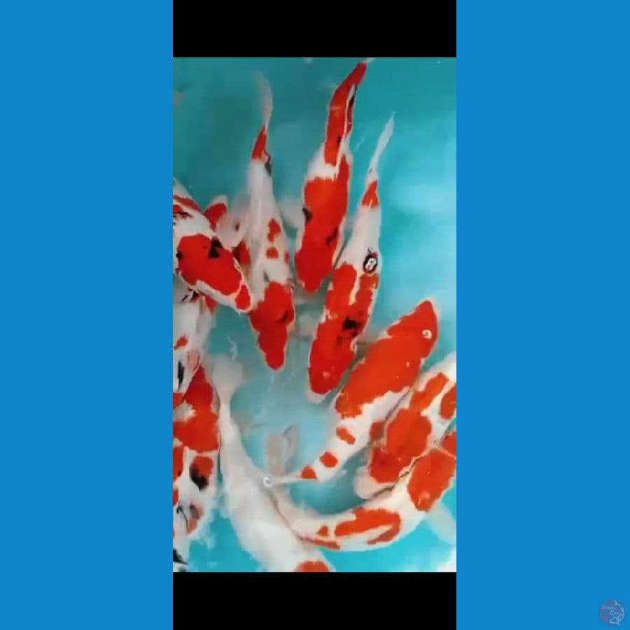 Paket 10ekor Kohaku Sanke 37-38CM