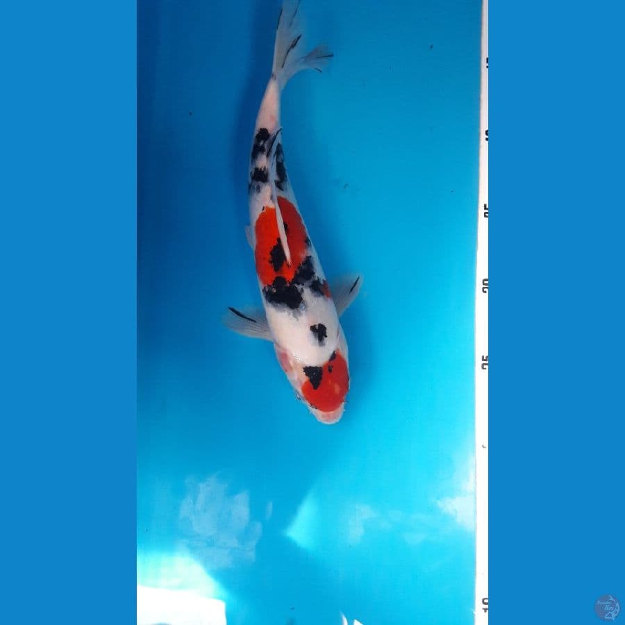 Sanke 26cm Male
