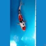 Sanke 26cm Male