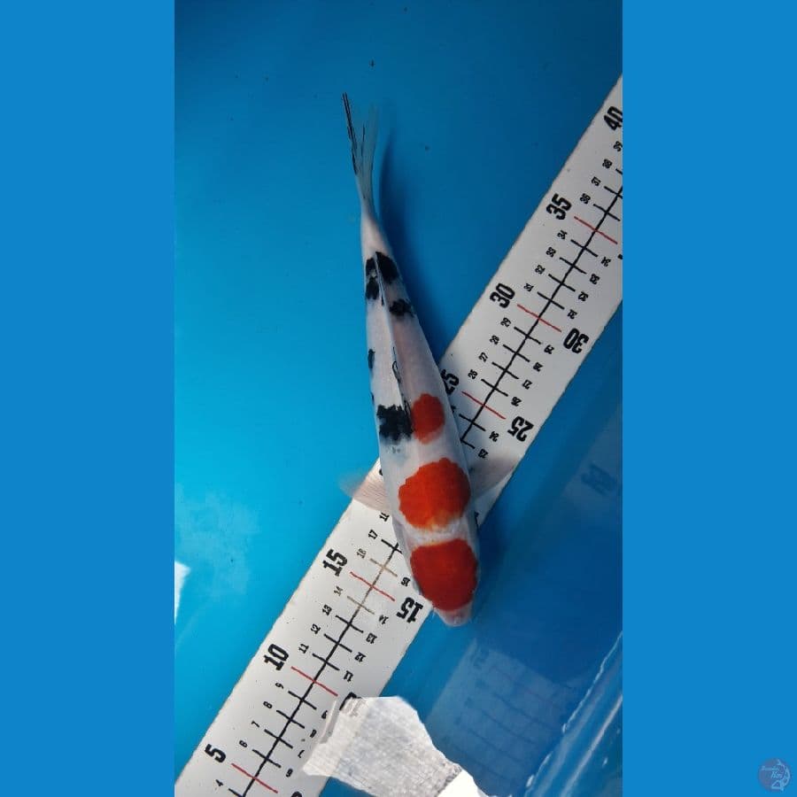 Sanke 23cm Male