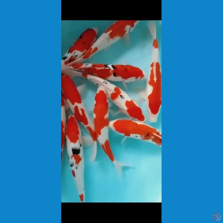 Paket 10ekor Kohaku Sanke 34-35CM