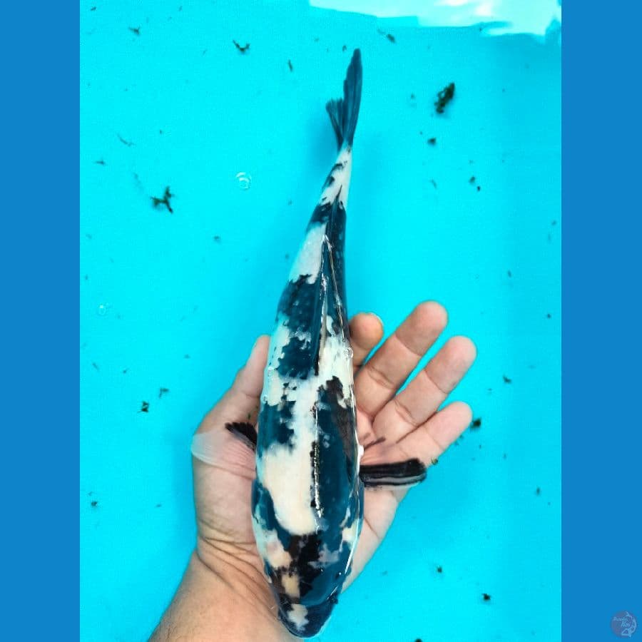 SHIRO 28CM