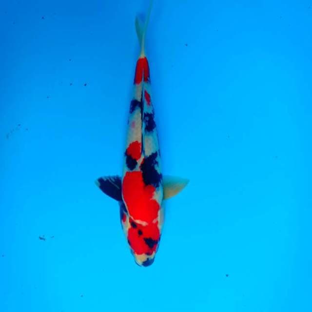 Showa 39 cm