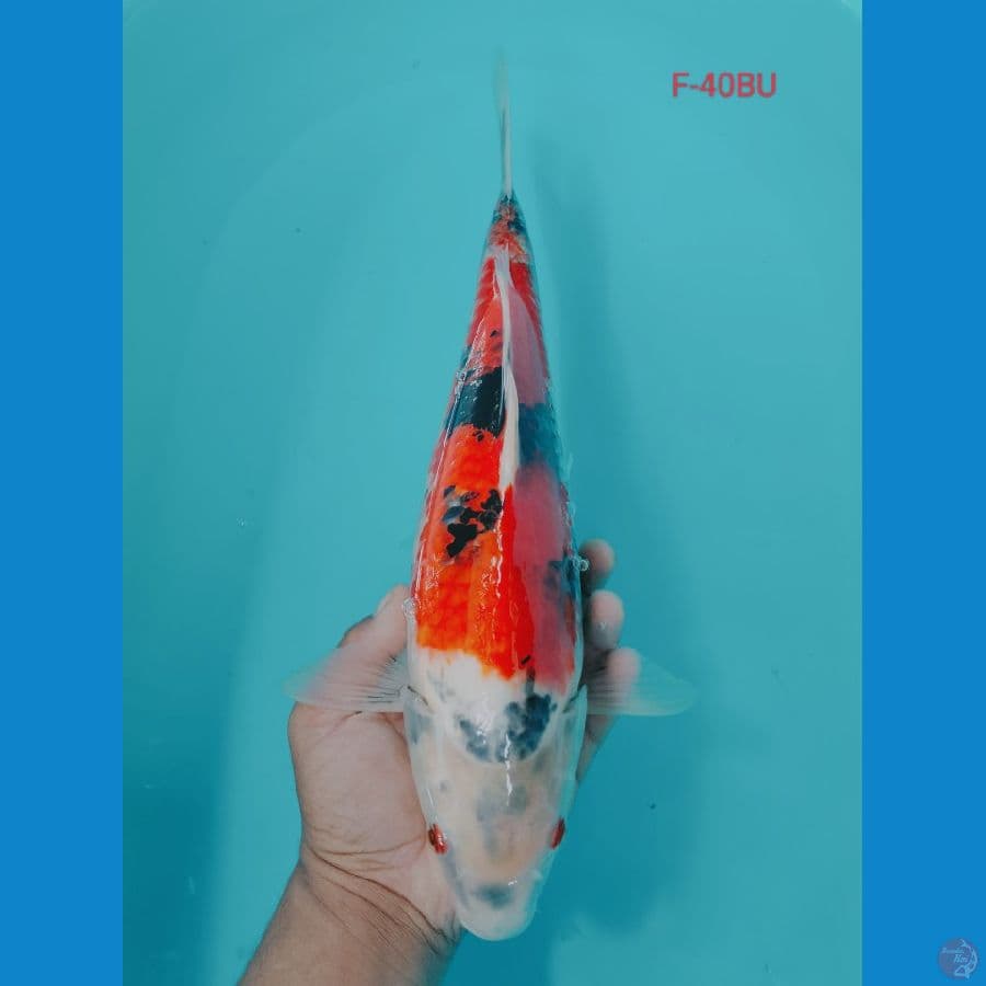 SHOWA 40CM