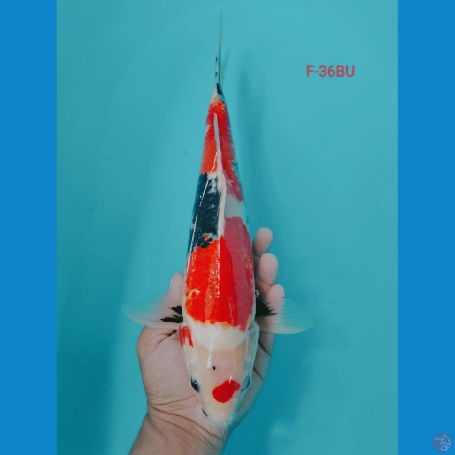 SHOWA 36CM