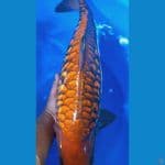 CAGHOI ARAGOKE JANTAN 