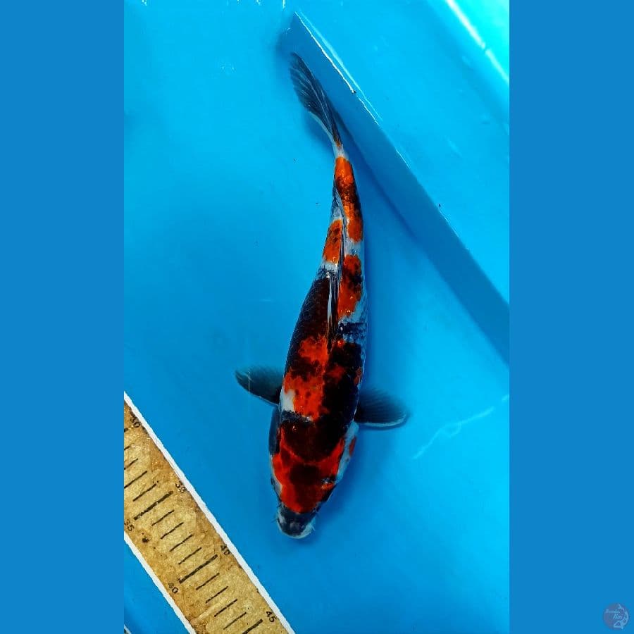 showa 29cm