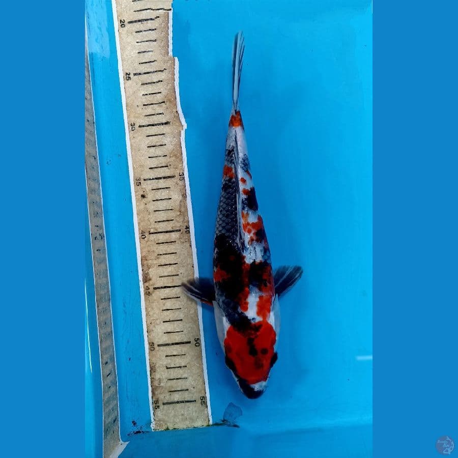 maruten showa 29cm