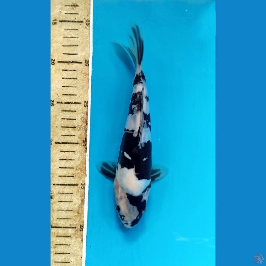 shiro doitsu 24cm