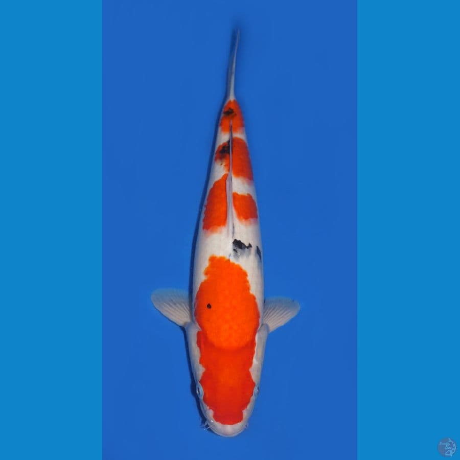 SANKE 38 CM