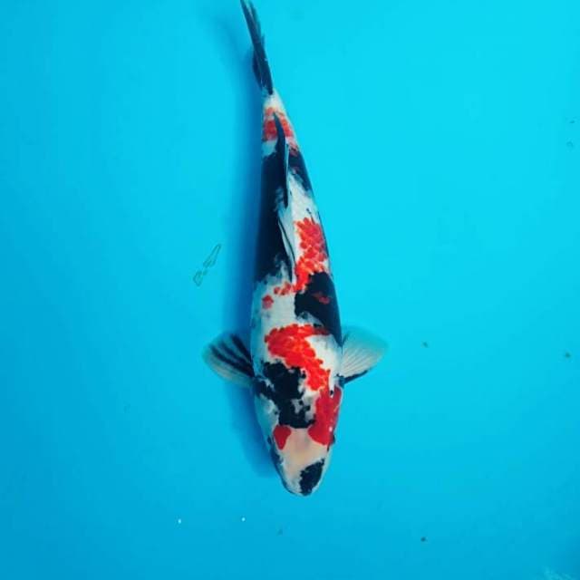 Showa 40 cm
