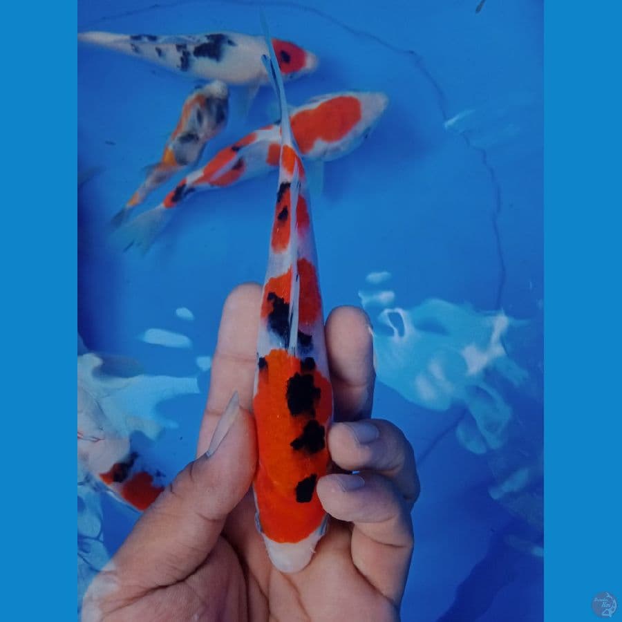 sq sanke 17cm