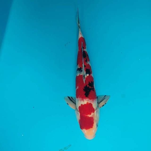 Showa 42 cm