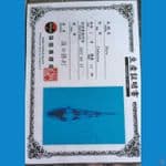 Shinoda Shiro 18cm