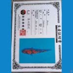 Shinoda showa sansoku 19cm