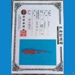 Shinoda Kindai Showa 15cm