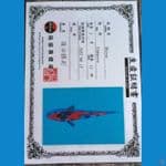 Shinoda Showa Sansoku 15cm