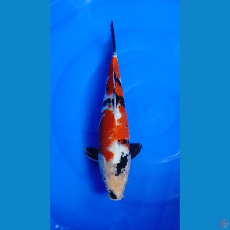 showa 32cm