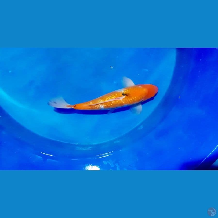 sangke ginrin 42 cm bulki