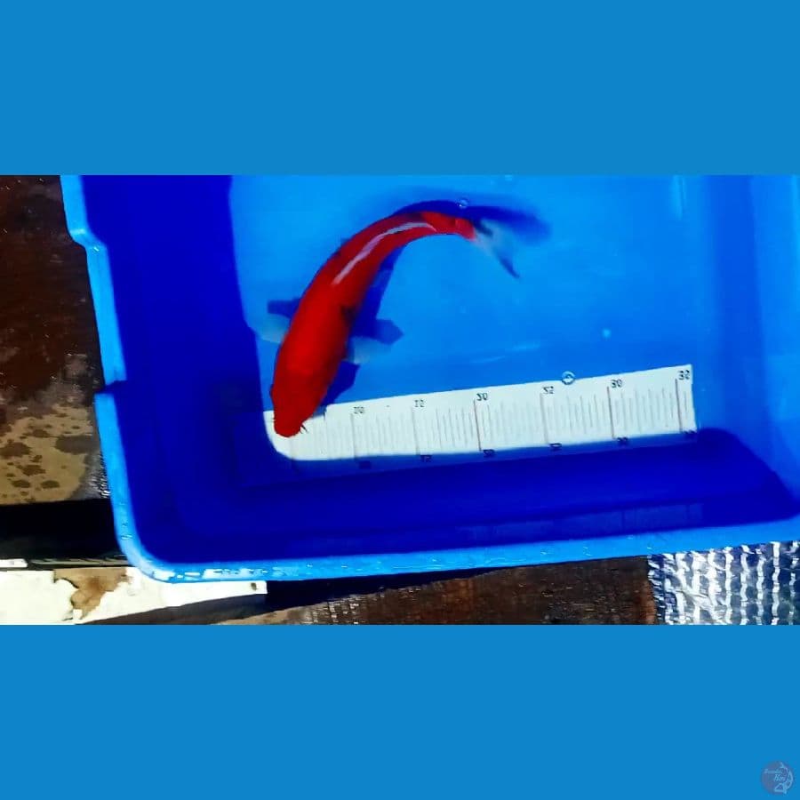 aka beko 25 cm