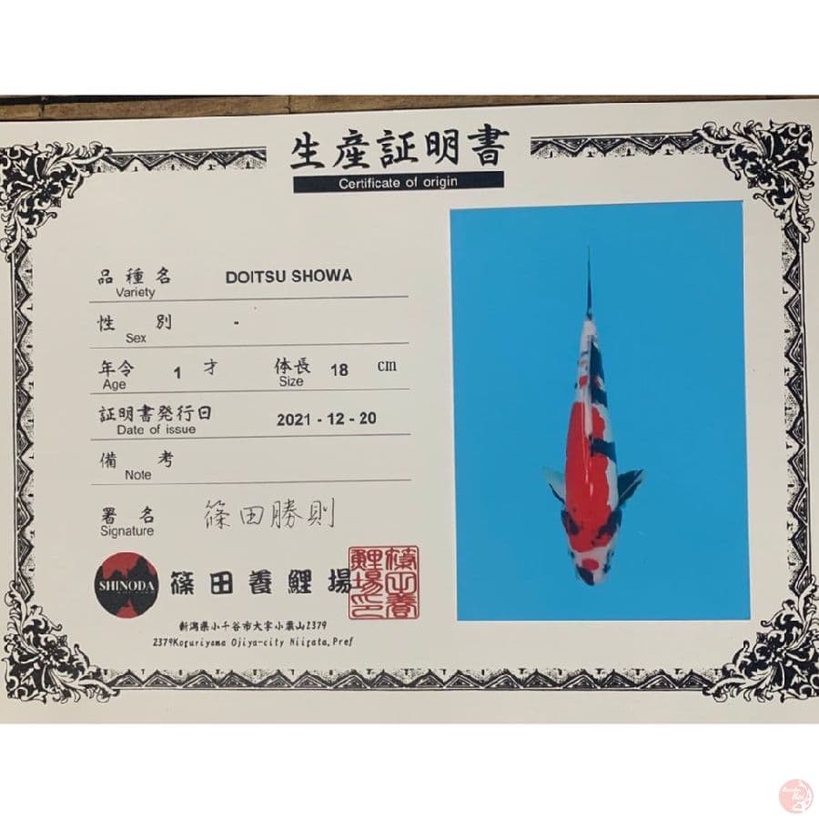 shinoda showa doit 31cm