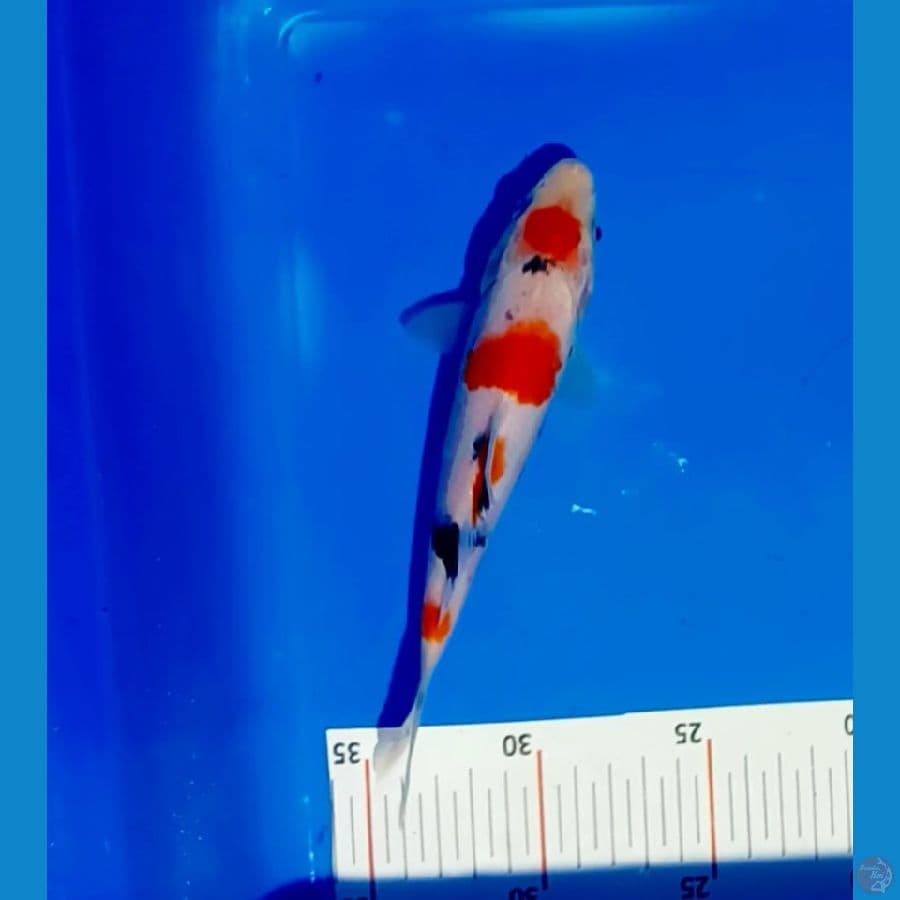 17 cm ori