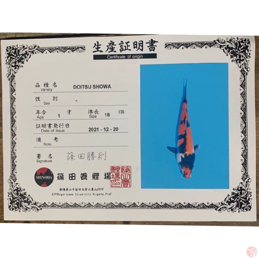 shinoda showa doit 30cm