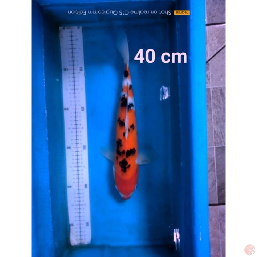sanke 40cm 