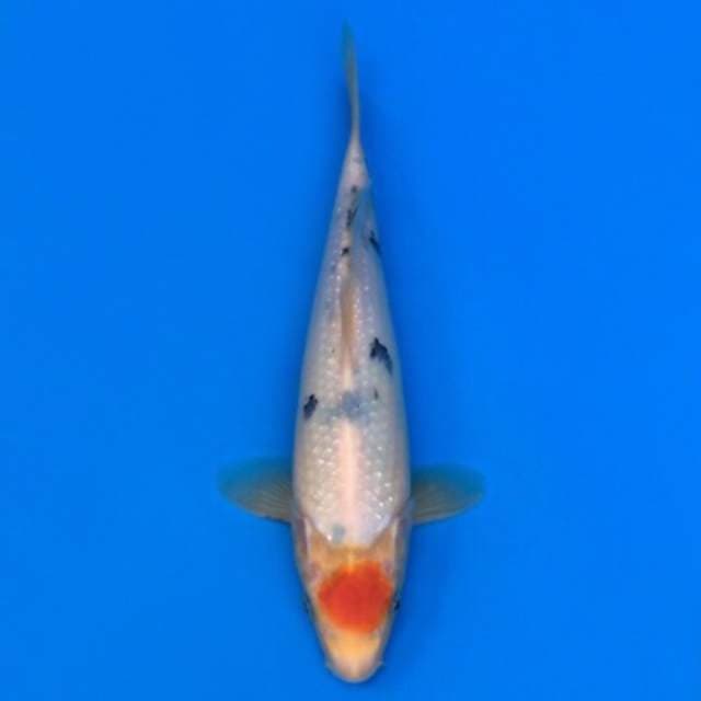 tancho sanke 28cm